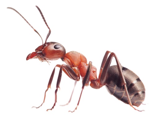 Image of a Ant | Oraan Hygiene