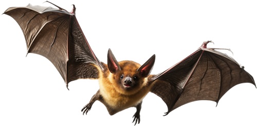 Image of a Bat | Oraan Hygiene