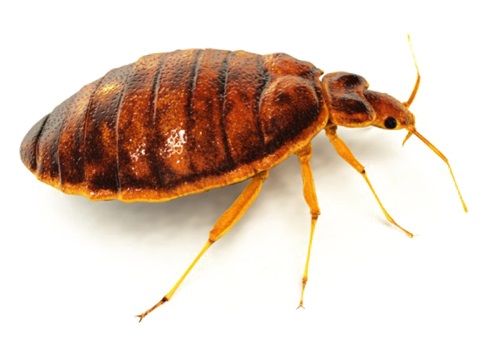 Image of a Bedbug | Oraan Hygiene