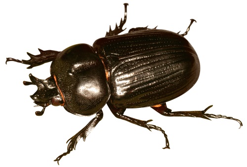 Image of a Beetle | Oraan Hygiene