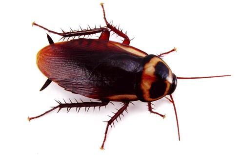 Image of a Cockroach | Oraan Hygiene