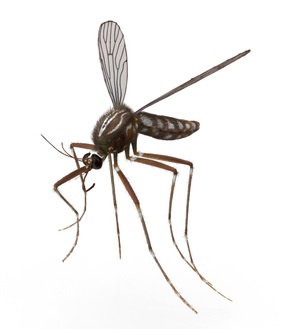 Image of a Mosquito | Oraan Hygiene