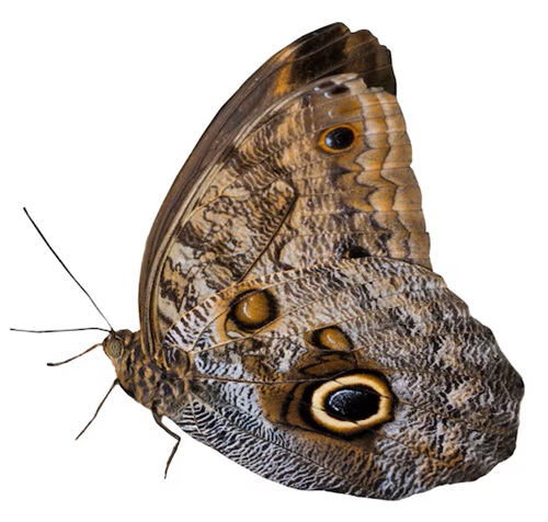 Image of a Moth | Oraan Hygiene