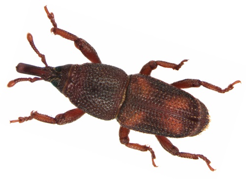 Image of a Weevil | Oraan Hygiene